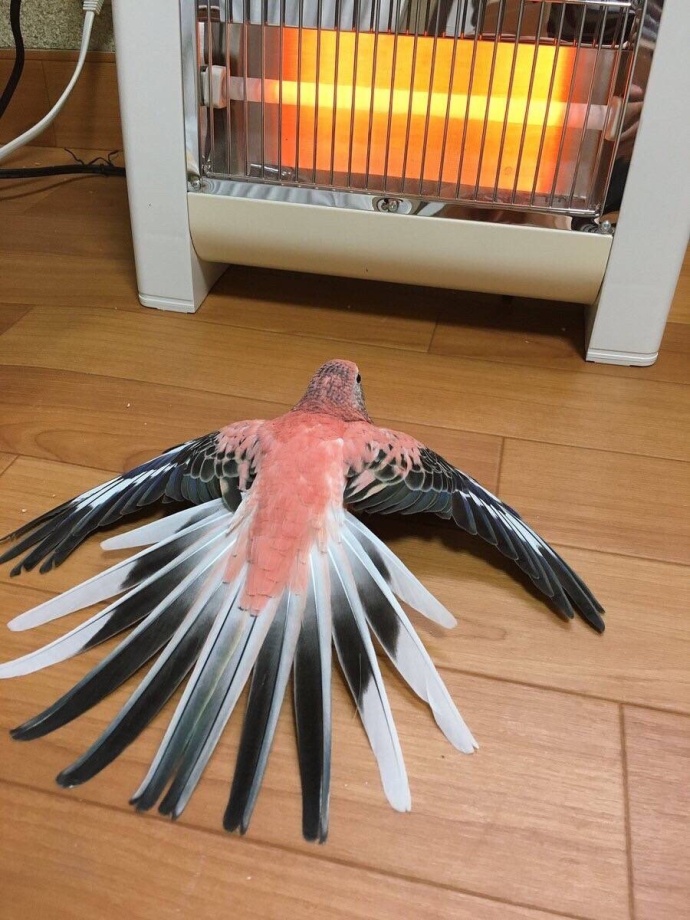 My parrot has been here since the heating switched on