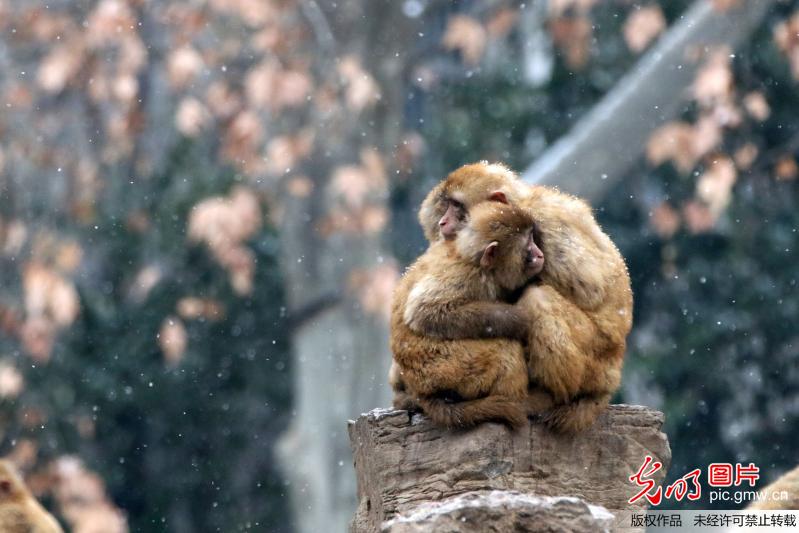 In photos: macaques at zoo after snowfall in C China