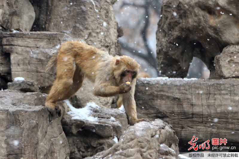 In photos: macaques at zoo after snowfall in C China