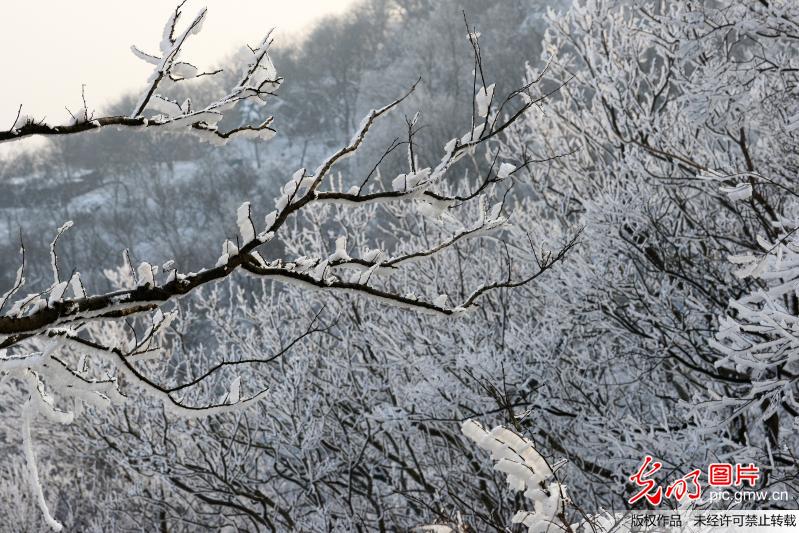 Rime scenery in E China’s Nanjing