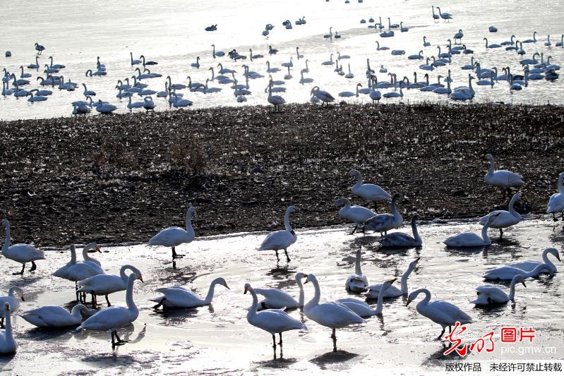 White swans seen in C China’s Henan Province