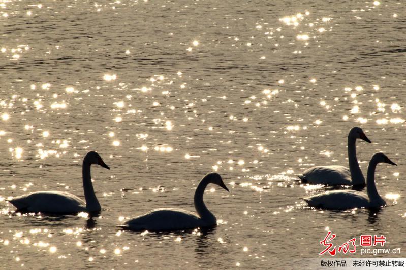 White swans seen in C China’s Henan Province