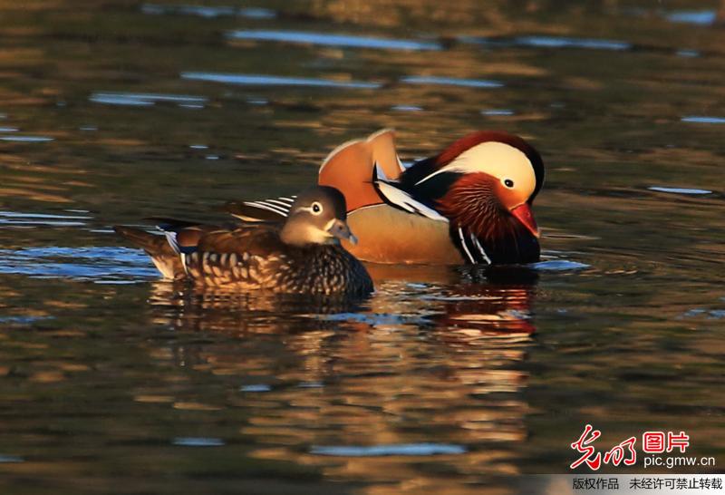 Mandarin ducks seen in C China’s Anhui