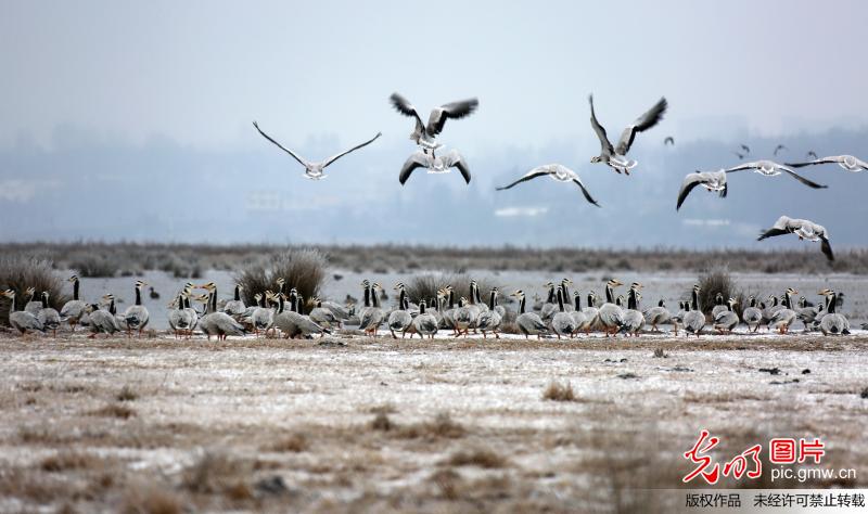 Migrant birds seen in SW China’s Guizhou