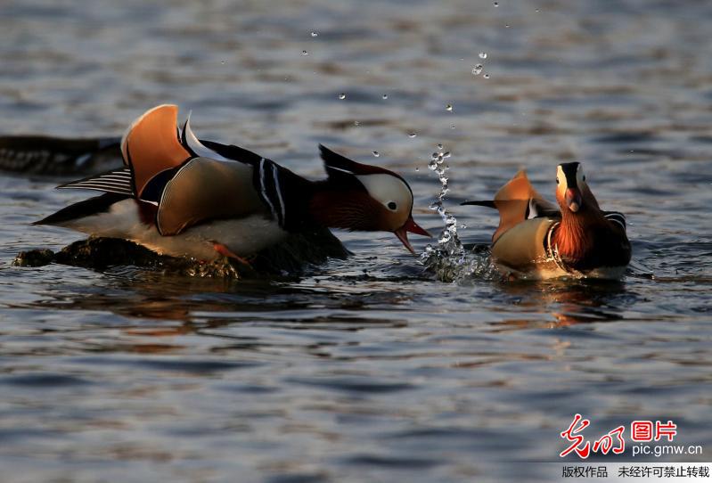 Wild mandarin ducks seen in E China’s Anhui Province