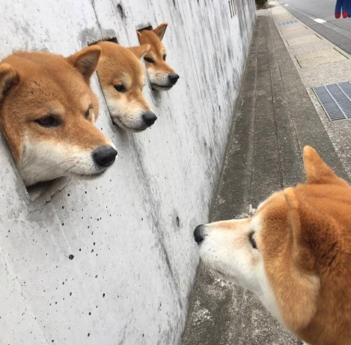 Why the triplets appearing on the wall everyday