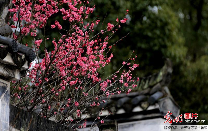 Plum blossoms seen in Jiangxi