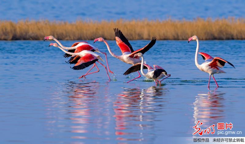 Flamingo seen in N China