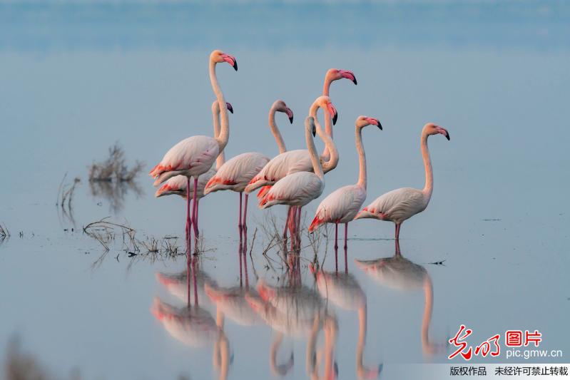 Flamingo seen in N China