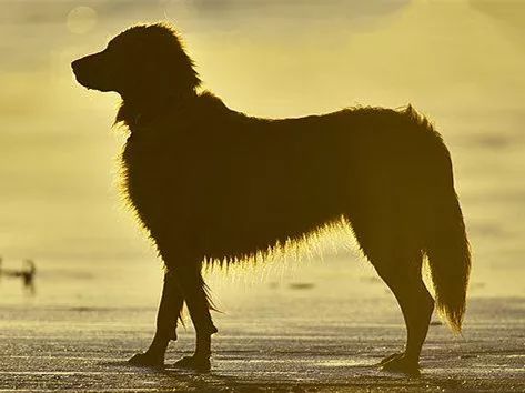 从“神犬”到“狗腿”，狗子地位下降史