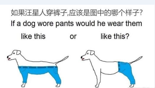 What would it be like if a dog wore pants?