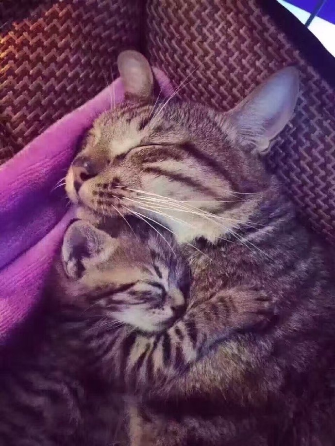 The cat brought back a kitten which looked just like his son