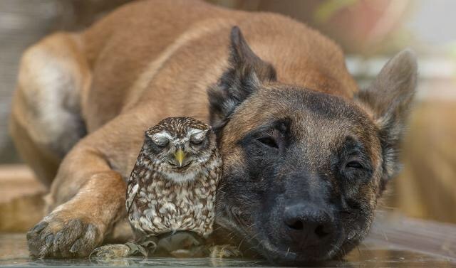 So moved. Friendship beyond species