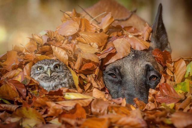 So moved. Friendship beyond species