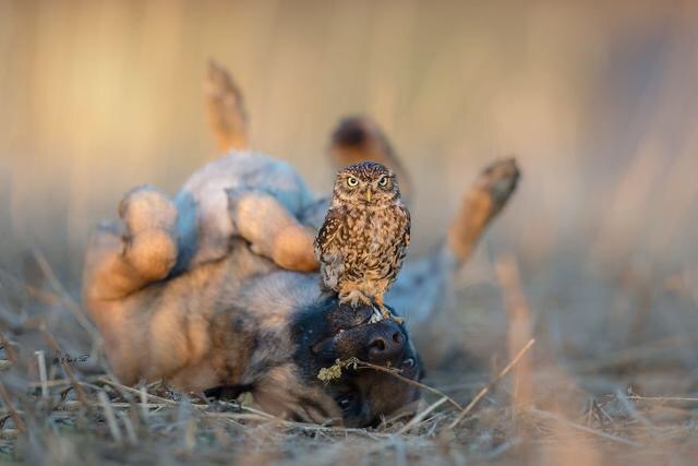 So moved. Friendship beyond species