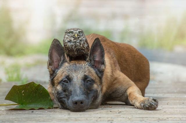 So moved. Friendship beyond species