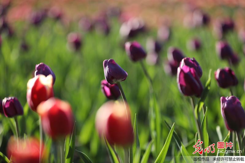 Scenery of tulips attract tourists in SW China’s Guizhou Province