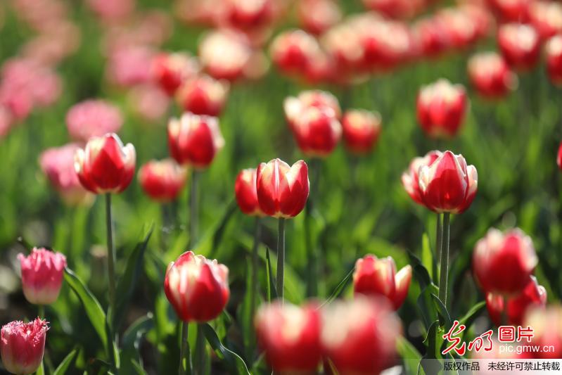 Scenery of tulips attract tourists in SW China’s Guizhou Province