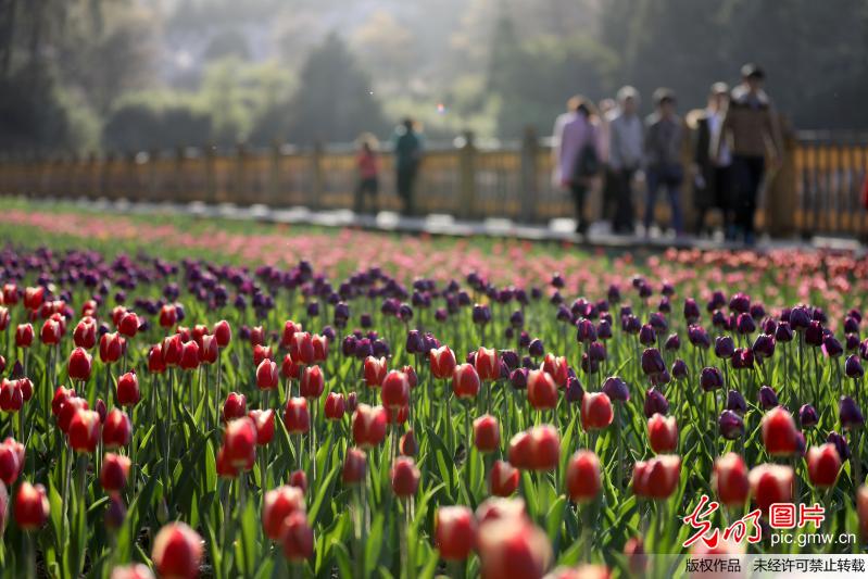 Scenery of tulips attract tourists in SW China’s Guizhou Province