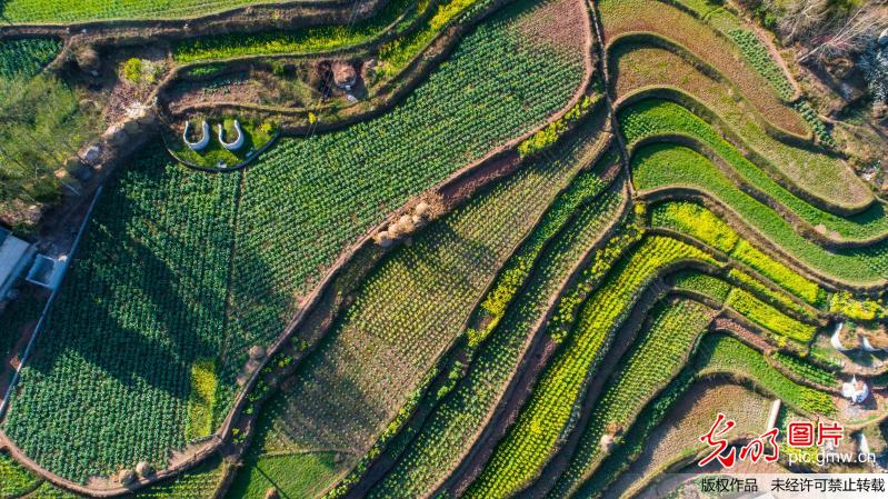 Spring scenery at village in C China