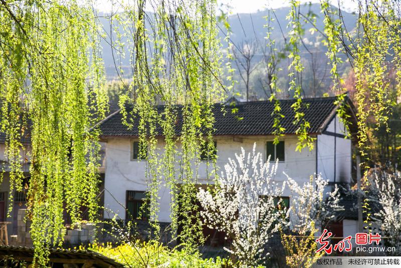 Spring scenery at village in C China