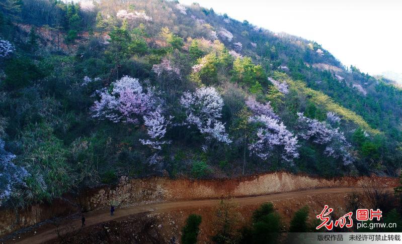 Flowers in full blossom in C China’s Hunan Province