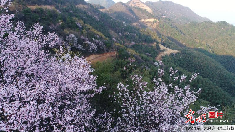 Flowers in full blossom in C China’s Hunan Province