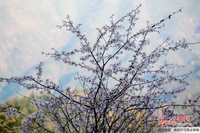 Flowers in full blossom in C China’s Hunan Province