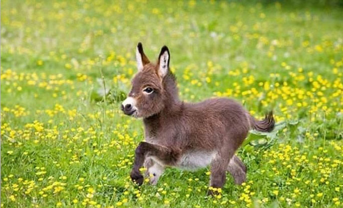 Adorable donkey cubs