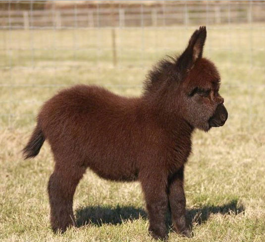 Adorable donkey cubs