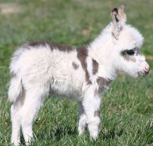 Adorable donkey cubs