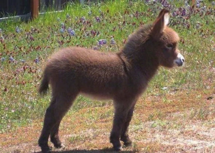 Adorable donkey cubs