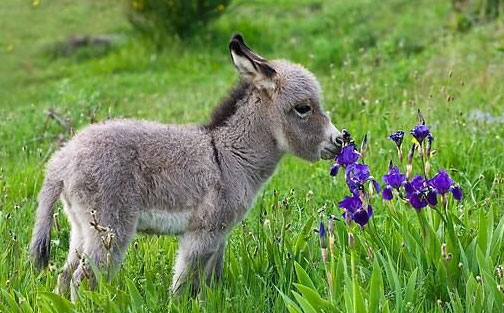 Adorable donkey cubs