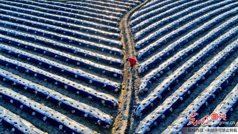 Aerial view of farmland in E China’s Jiangxi