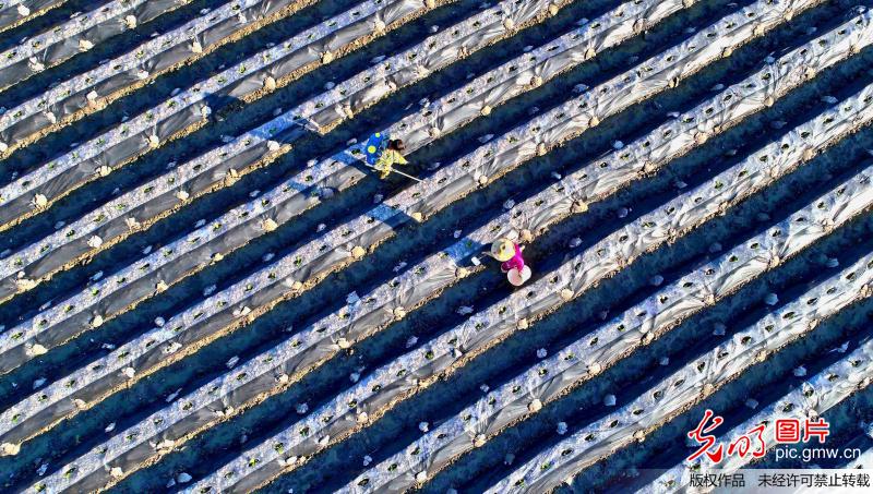 Aerial view of farmland in E China’s Jiangxi