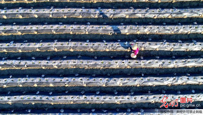 Aerial view of farmland in E China’s Jiangxi