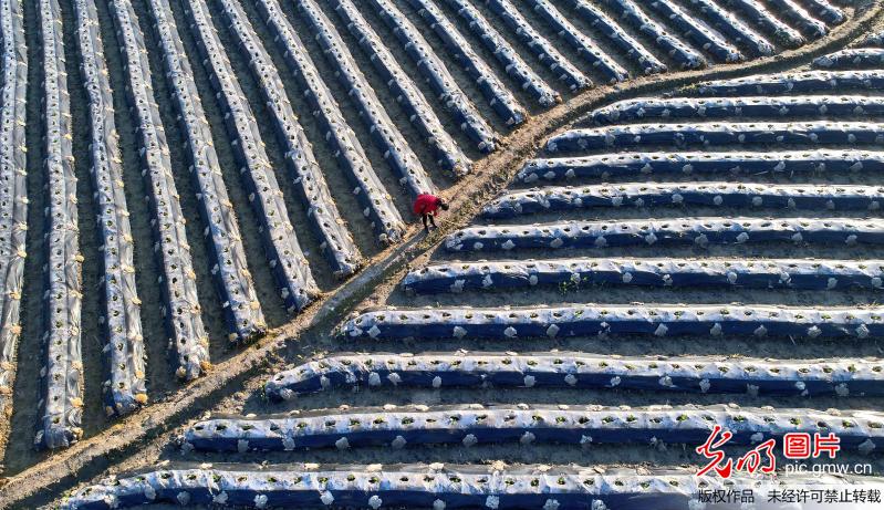 Aerial view of farmland in E China’s Jiangxi