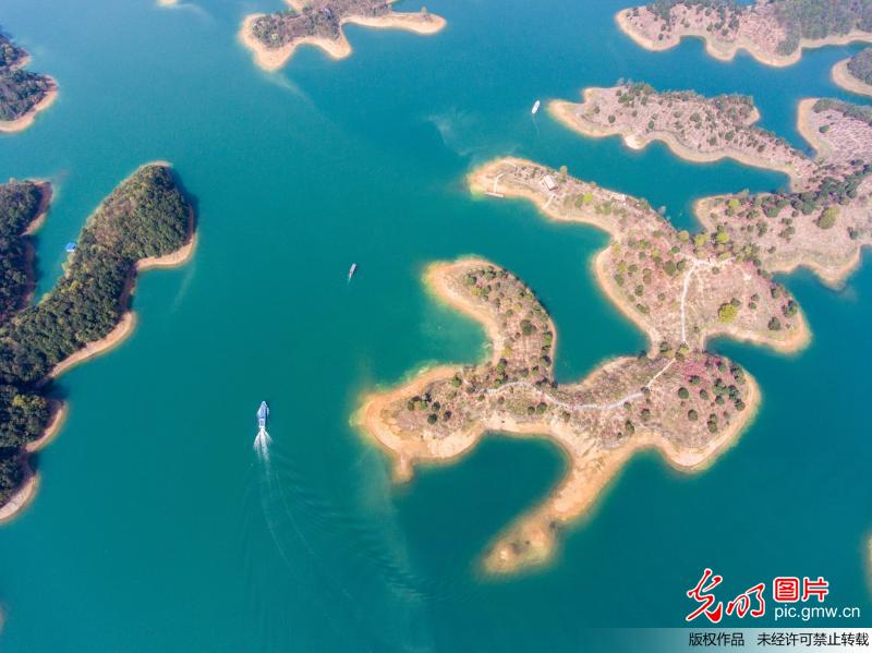 Peach blossoms seen in China's Qiandaohu Lake