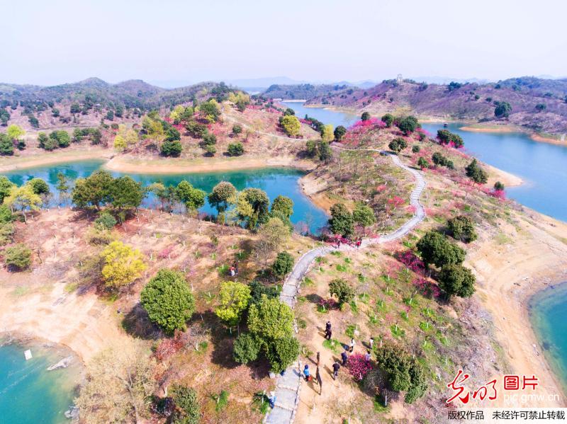 Peach blossoms seen in China's Qiandaohu Lake