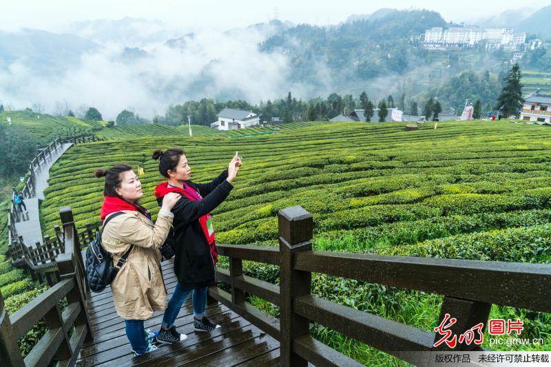 Aerial view of tea plantation in C China’s Hubei