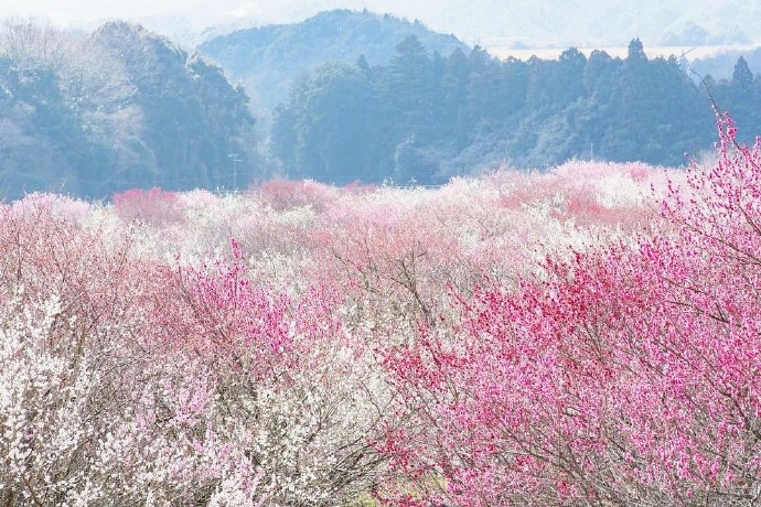 Bairin Park in Japan