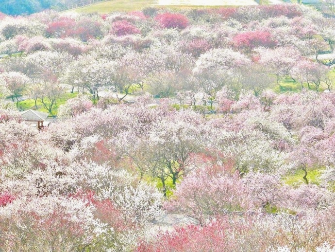 Bairin Park in Japan