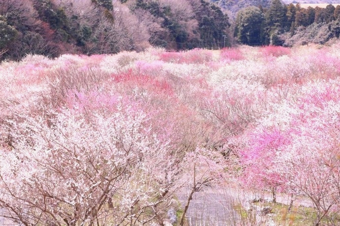 Bairin Park in Japan