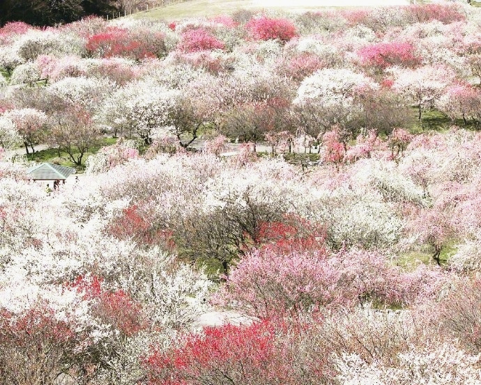 Bairin Park in Japan