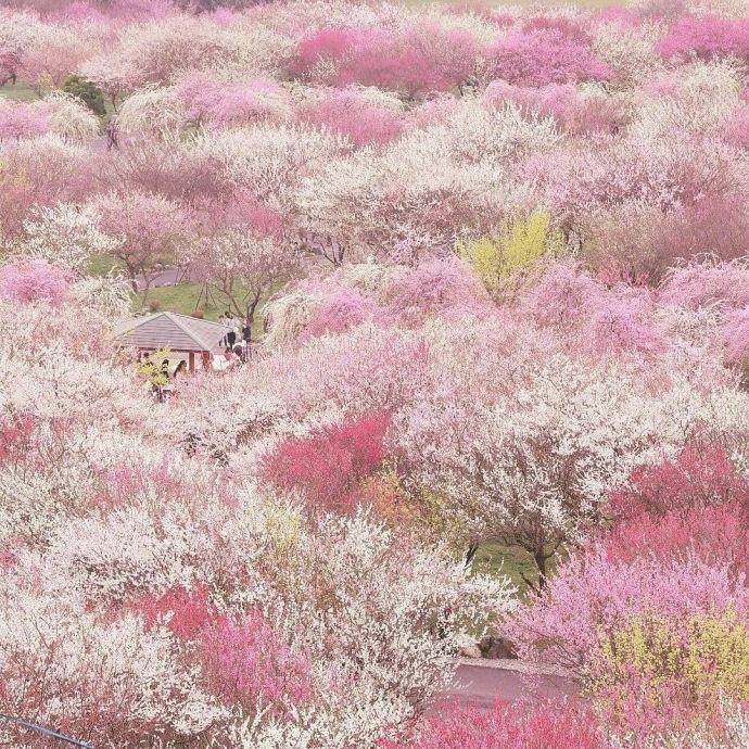 Bairin Park in Japan