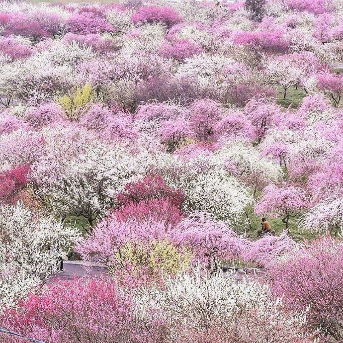 Bairin Park in Japan