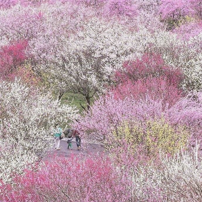 Bairin Park in Japan