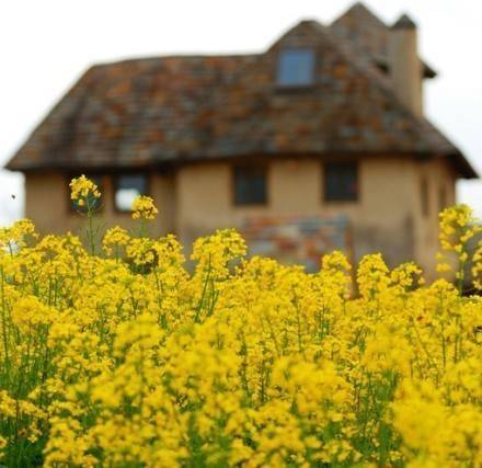 Spring is the perfect season to see rape flowers