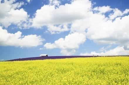 Spring is the perfect season to see rape flowers