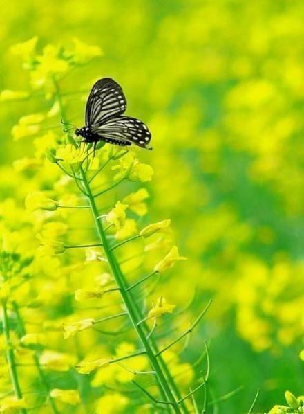 Spring is the perfect season to see rape flowers